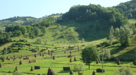 Bukovina