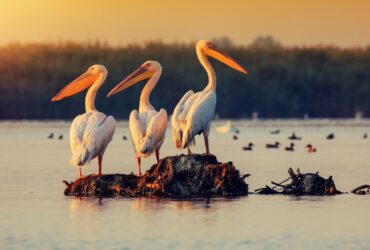 Danube Delta Travel Guide