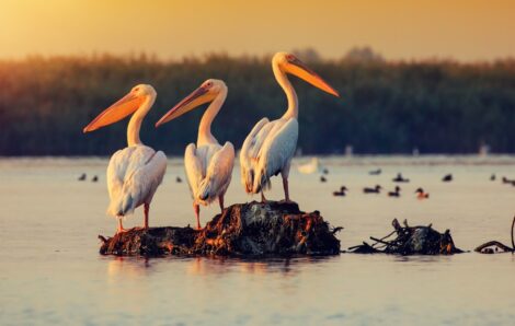 Danube Delta Travel Guide